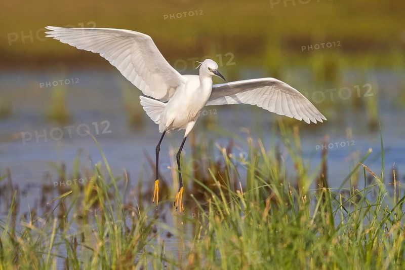Little Egret, Egretta garzetta, Lesvos, Greece