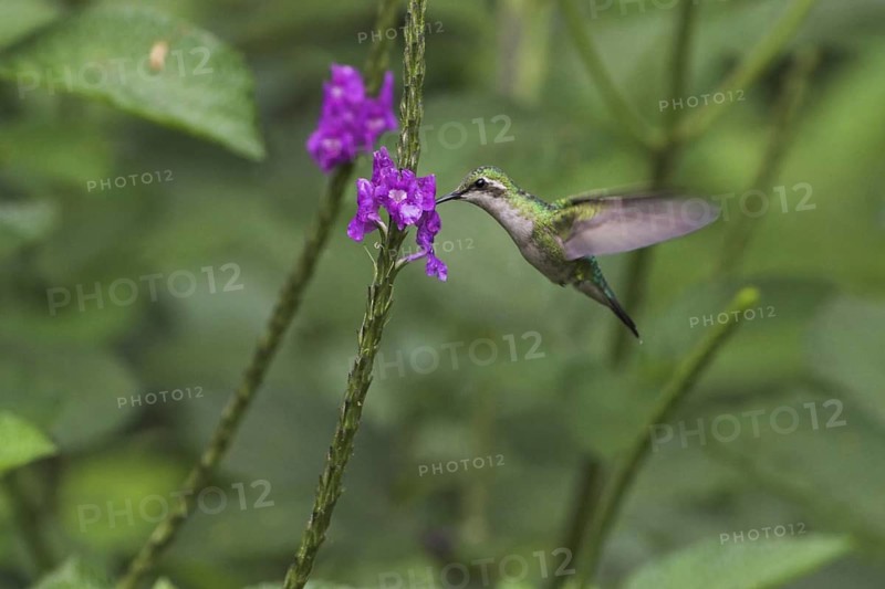 White-bellied Emerald (Amazilia candida), Costa Rica
