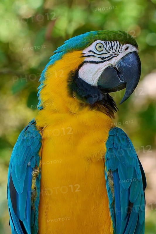 A colourful parrot with yellow and blue feathers in a natural background, Yellow-breasted Macaw (Ara ararauna), Orlando, Florida, USA