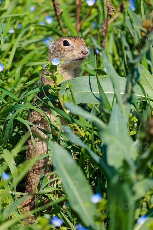 A fully grown ground squirrel (Spermophilus citellus) stands upright on a sunny day in a green meadow with tall vegetation, watching its surroundings intently. Austria