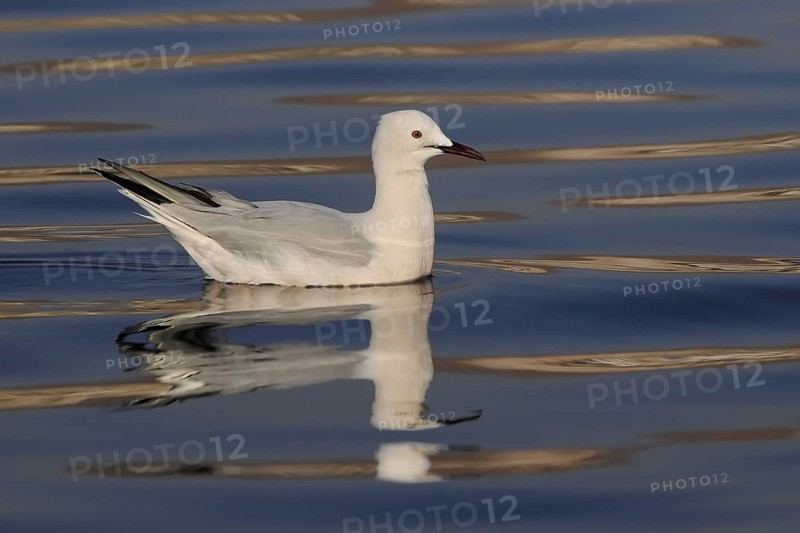 Slender-billed Gull (Chroicocephalus genei), Eilat, Israel