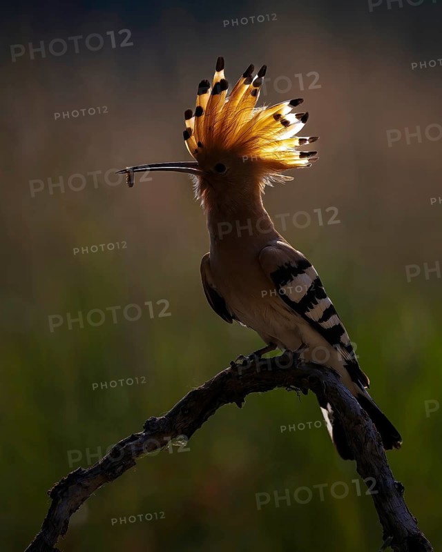 Hoopoe (Upupa epops) Bird of the Year 2022, male with food, bridal gift, mating, courtship, foraging, erected canopy against the light, sunrise, Middle Elbe Biosphere Reserve, Saxony-Anhalt, Germany