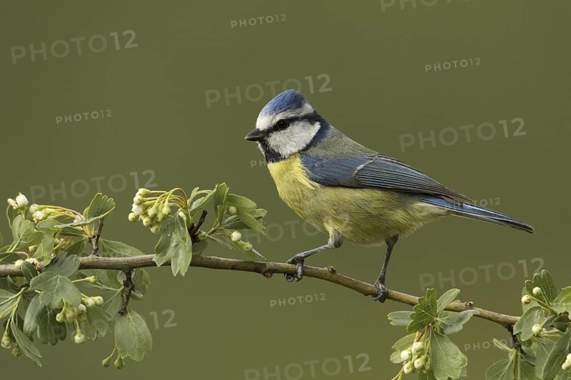 Eurasian Blue Tit (Cyanistes caeruleus), Portugal