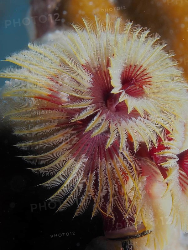 Christmas tree worm (Spirobranchus giganteus)