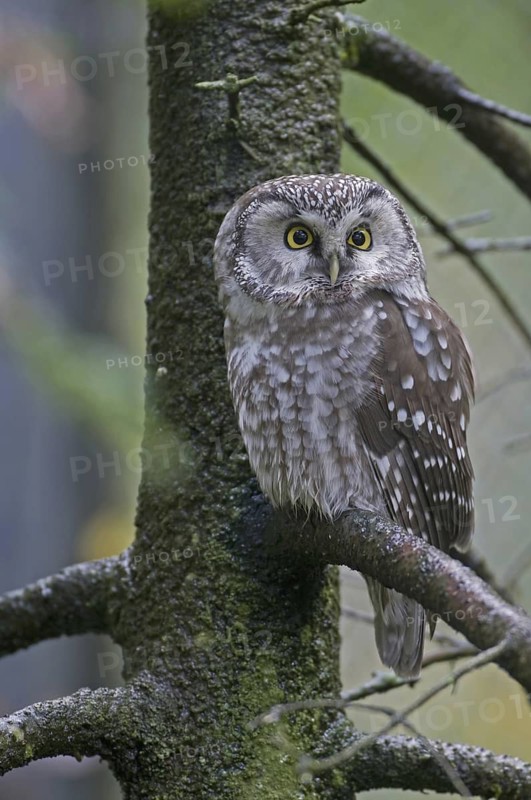 Boreal Owl (Aegolius funereus), Saxony, Germany