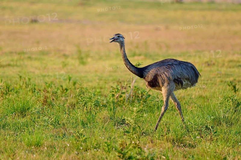 A Nandu in a wide green meadow with natural environmental features, Nandu (Rhea americana), Pantanal, Mato Grosso, Brazil