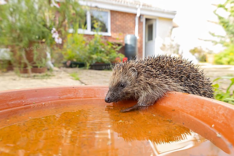 European hedgehog (Erinaceus europaeus) adult animal drinking from a water filled garden plant saucer, Suffolk, England, United Kingdom