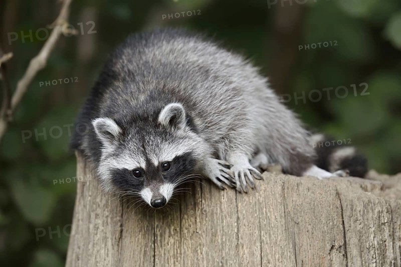 Raccoon (Procyon lotor), North Rhine-Westphalia, Germany