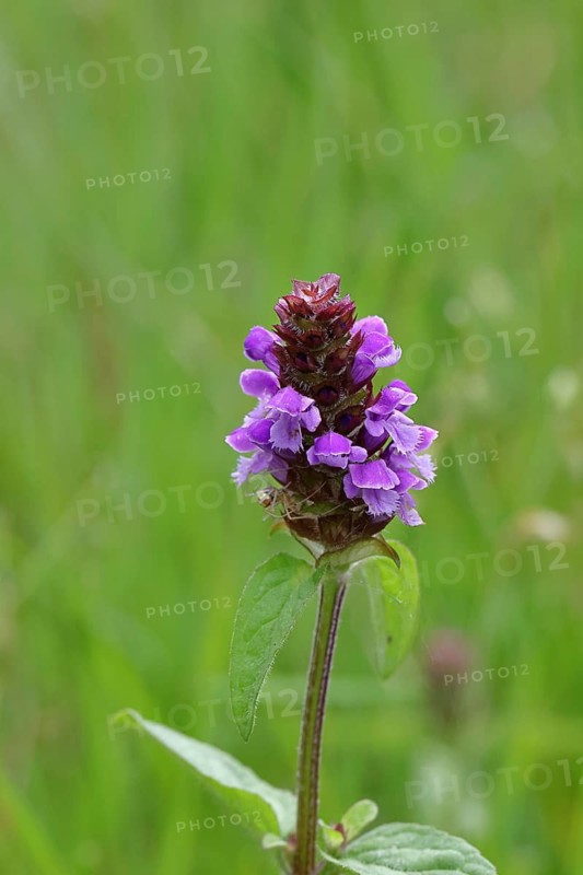 Common selfheal (Prunella vulgaris), blue flower in a meadow, Wilnsdorf, North Rhine-Westphalia, Germany