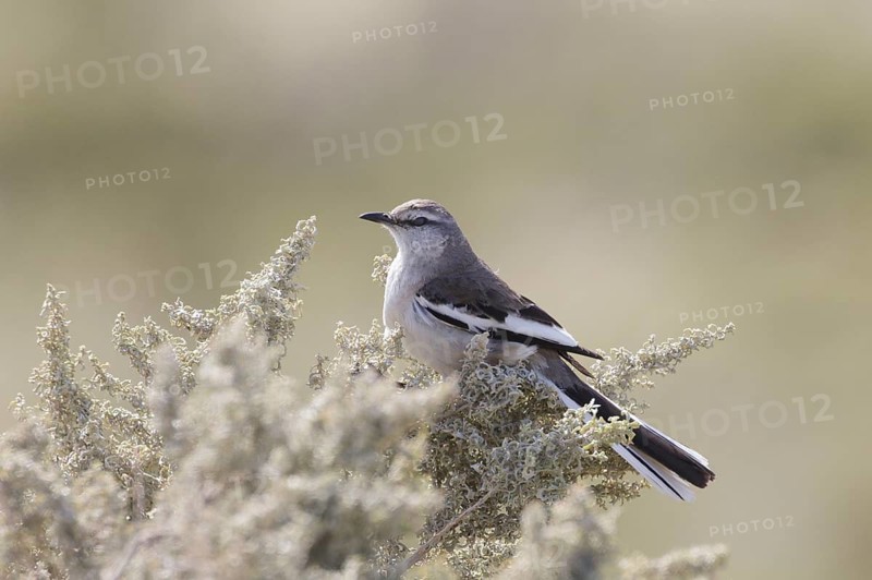 White-banded Mockingbird (Mimus triurus), Chubut, Argentina