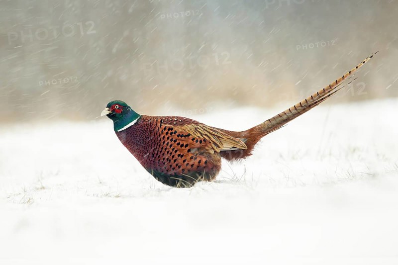 Common Pheasant (Phasianus colchicus) male on snowy ground, Poland