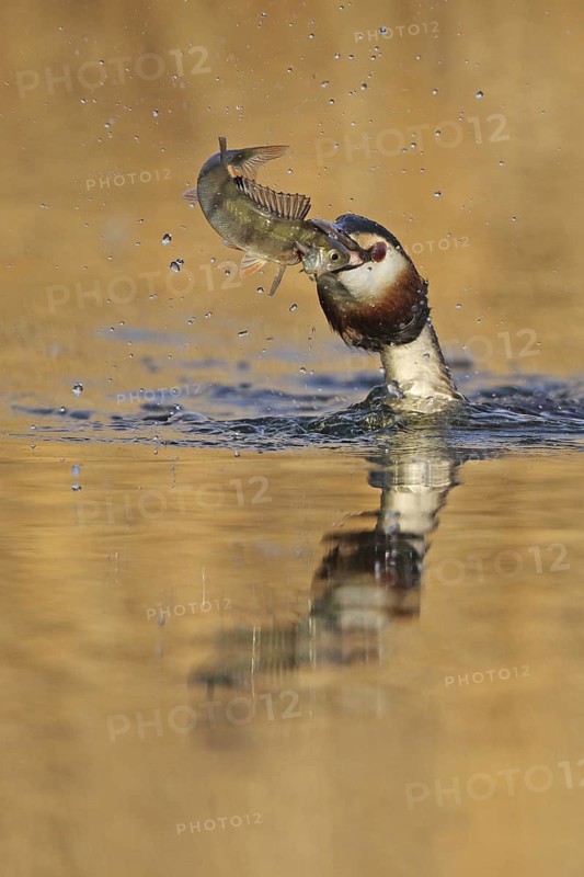 Great Crested Grebe (Podiceps cristatus), Zurich, Switzerland