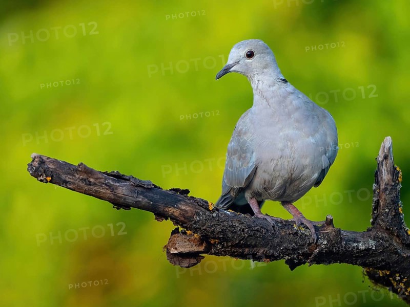 Eurasian collared dove, (Streptopelia decaocto), animals, birds, pigeon family, biotope, habitat, perch, foraging, Tiszaalpár - Kiskunsági nation, Bács-Kiskun, Hungary