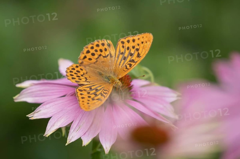 Silver-washed fritillary butterfly (Argynnis paphia) adult insect feeding on a garden Coneflower (Echinacea purpurea) flower in summer, Suffolk, England, United Kingdom