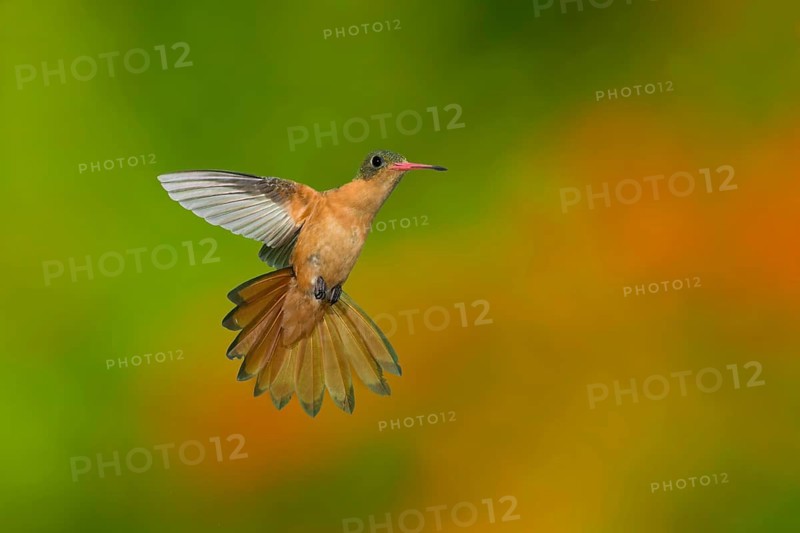 Cinnamon Hummingbird (Amazilia rutila rutila) flying, Jalisco, Mexico