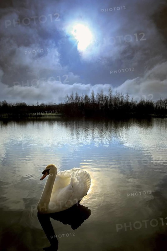 Mute Swan (Cygnus olor) male, Harmelen, Netherlands