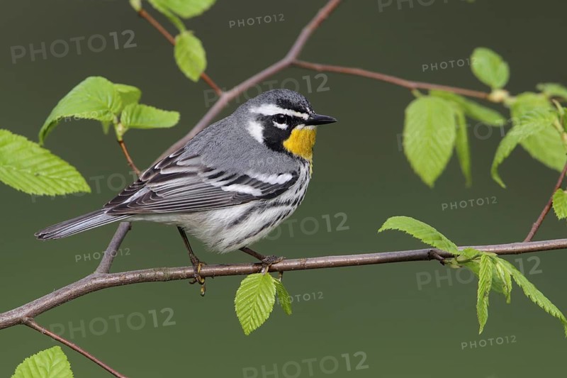 Yellow-throated Warbler (Setophaga dominica), West Virginia, USA