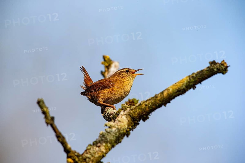 Wren (troglodytes troglodytes) Germany