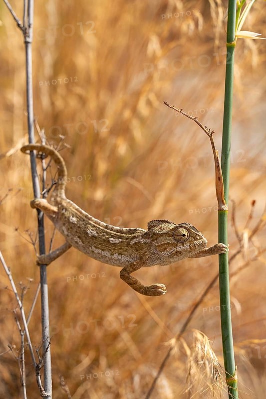 Common or Mediterranean chameleon (Chamaeleo chamaeleon) climbing between two plant stalks, hinterland of the city of Almunecar, Andalusia, Spain