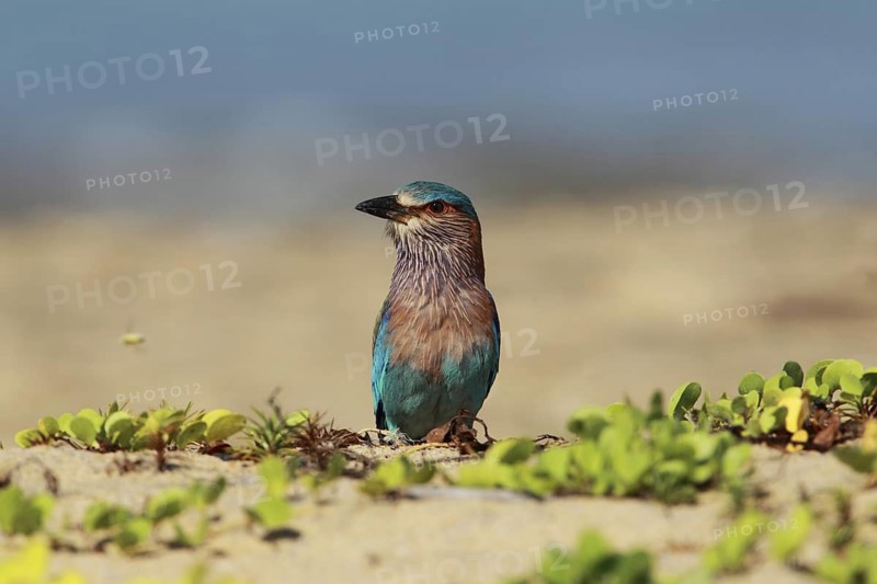 Indian Roller (Coracias benghalensis), Sri Lanka
