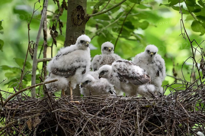 Eurasian Sparrowhawk (Accipiter nisus) chicks in nest, North Rhine-Westphalia, Germany