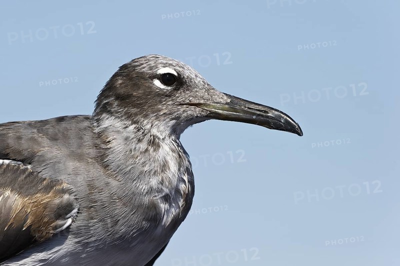 White-eyed Gull (Ichthyaetus leucophthalmus), Eilat, Israel