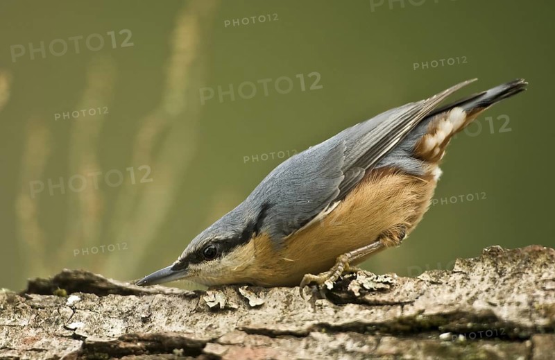 Eurasian Nuthatch (Sitta europaea), Rhineland-Palatinate, Germany