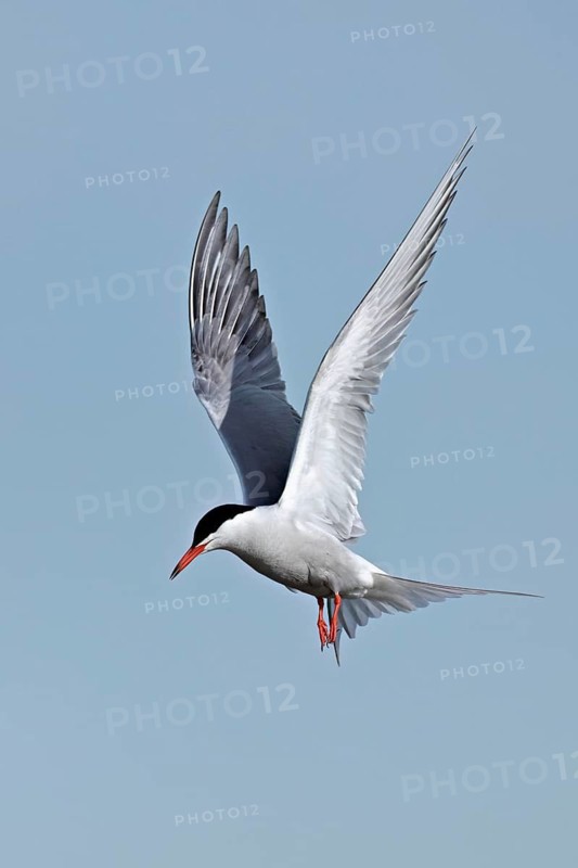Common Tern (Sterna hirundo), in flight, Texel, West Frisian Islands, province of North Holland, Netherlands