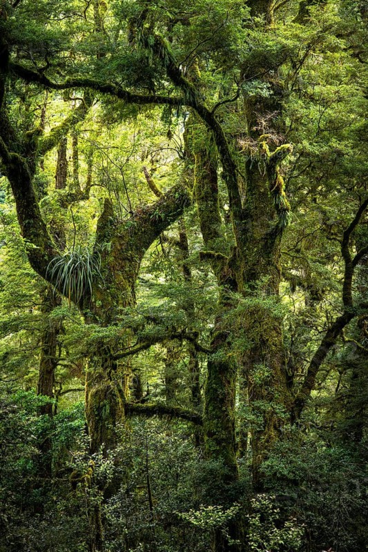 Wooded landscape with mossy gnarled trees. Fiordland National Park, Southland Region, South Island, New Zealand