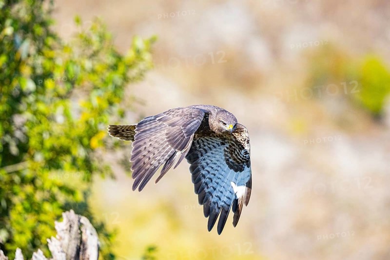 Common Buzzard (Buteo buteo) Germany
