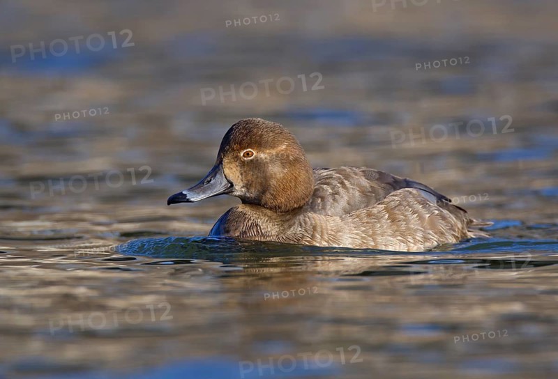 Redhead (Aythya americana) female, Ohio, USA