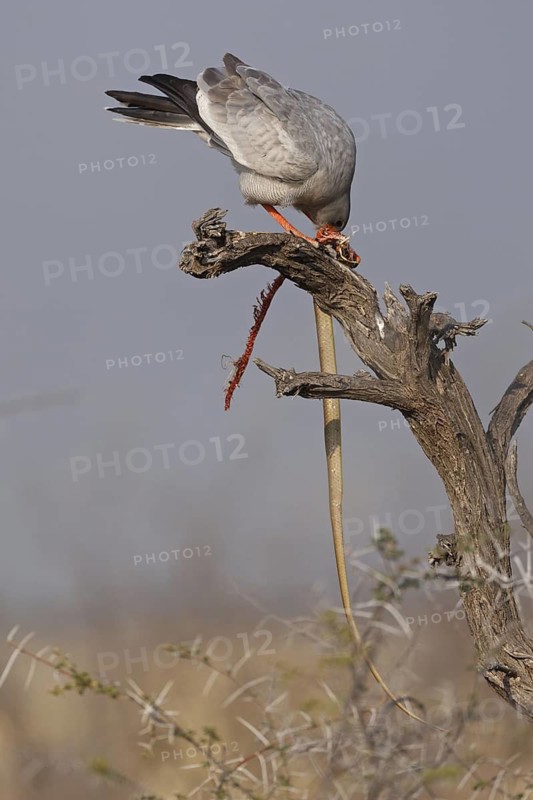 Pale Chanting Goshawk (Melierax canorus), Oshikoto, Namibia