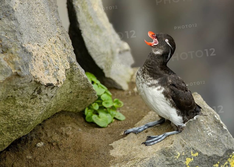 Parakeet Auklet (Aethia psittacula) calling, Alaska, USA