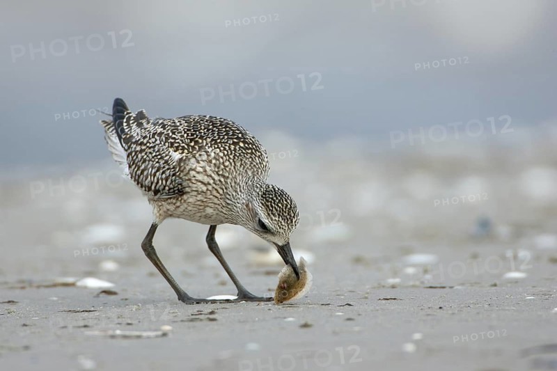 Grey Plover (Pluvialis squatarola), Mecklenburg-Western Pomerania, Germany