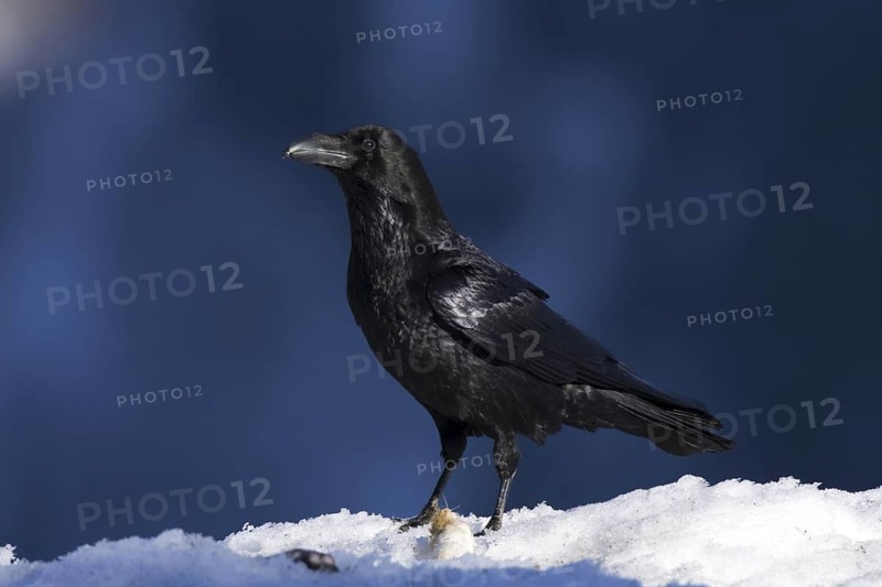 Northern Raven (Corvus corax), Aragon, Spain