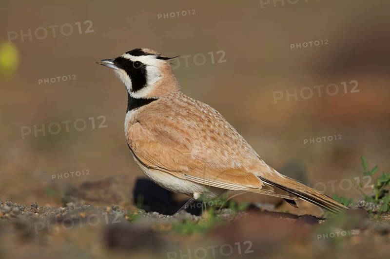 Temminck's Horned Lark - Saharaohrenlerche - Eremophila bilopha, Morocco