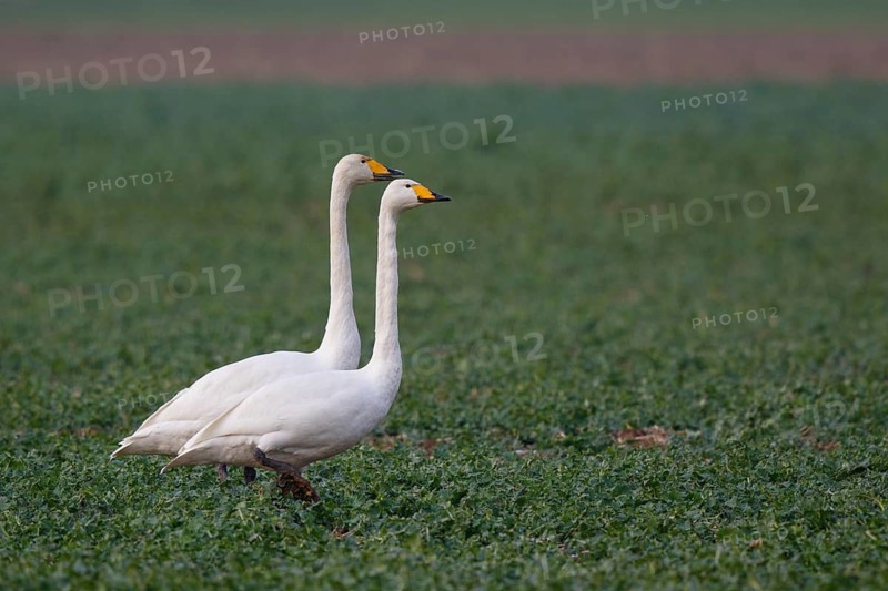 Whooper Swan (Cygnus cygnus), North Rhine-Westphalia, Germany
