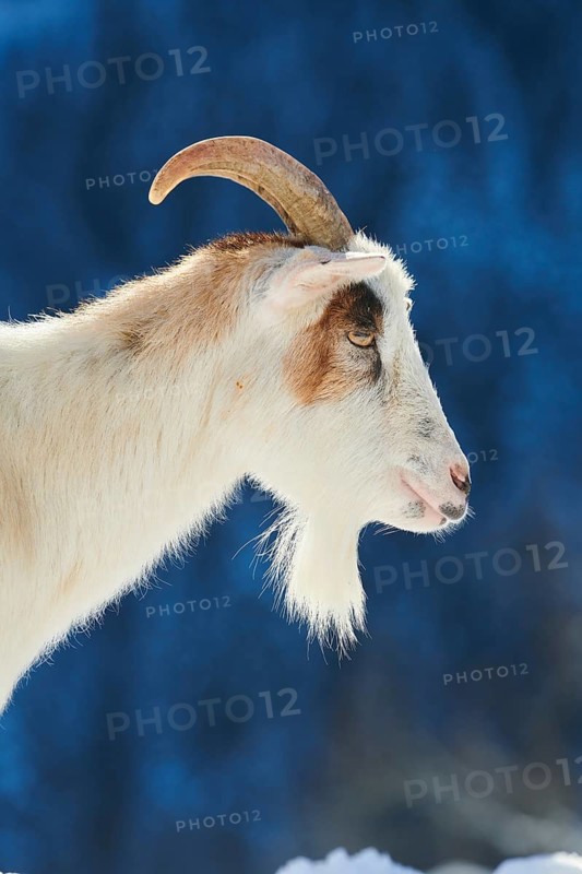 Domestic goat (Capra hircus) portrait, snow, winter in tirol, Kitzbühel, Wildpark Aurach, Austria