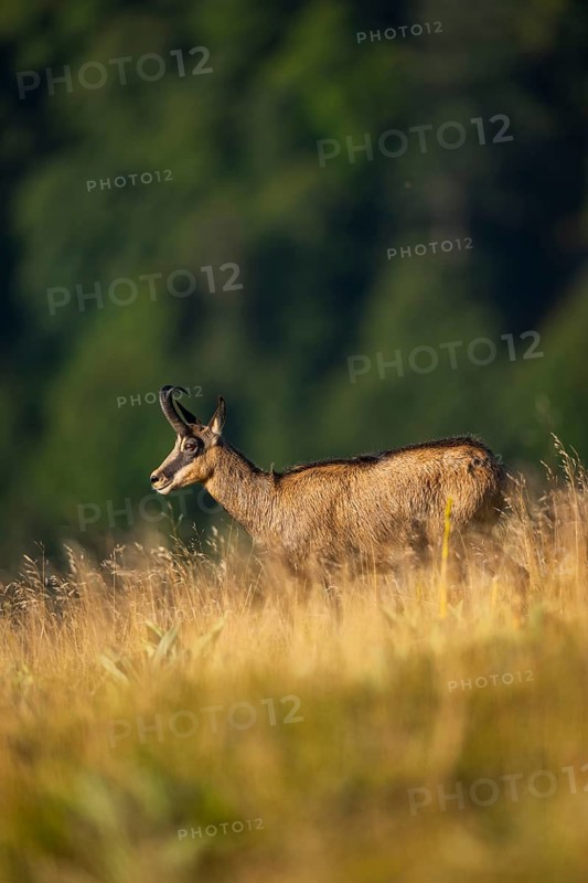Chamois (Rupicapra rupicapra) on a meadow in the Vosges Mountains, wildlife, France