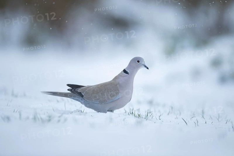 Collared dove (Streptopelia decaocto) adult bird on a snow covered garden lawn in winter, England, United Kingdom