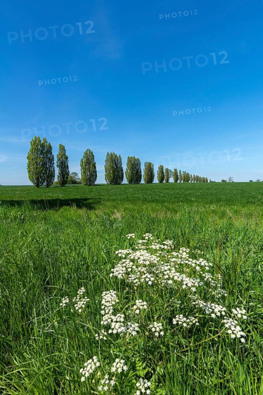 Juniper (Juniperus) avenue, cornfield, Fyn, island of Funen, Denmark, Fy, Funen, Denmark