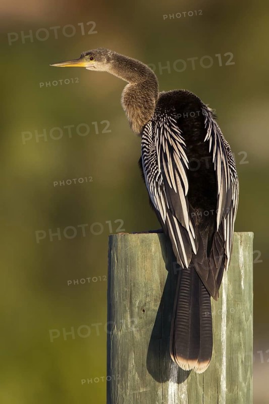 Anhinga (Anhinga anhinga), Florida, USA