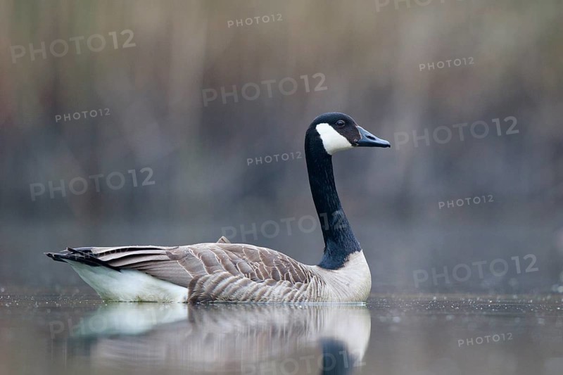 Canada Goose (Branta canadensis), North Rhine-Westphalia, Germany