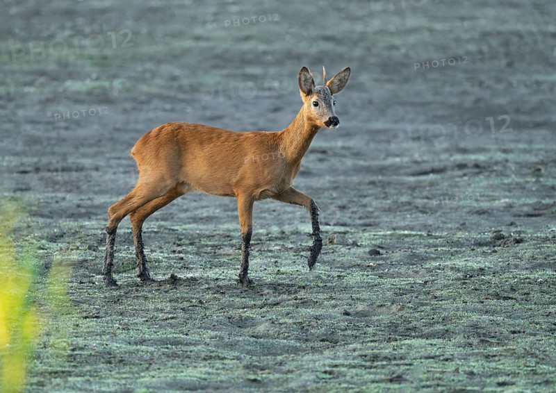 Roe deer (Capreolus capreolus), young roebuck standing on a muddy surface at a lake, wildlife, Lower Saxony, Germany