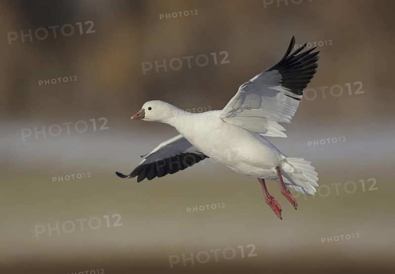 Ross's Goose (Anser rossii) flying, New Mexico, USA