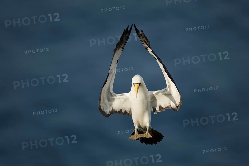 Masked Booby (Sula dactylatra tasmani) approaching, Norfolk Island