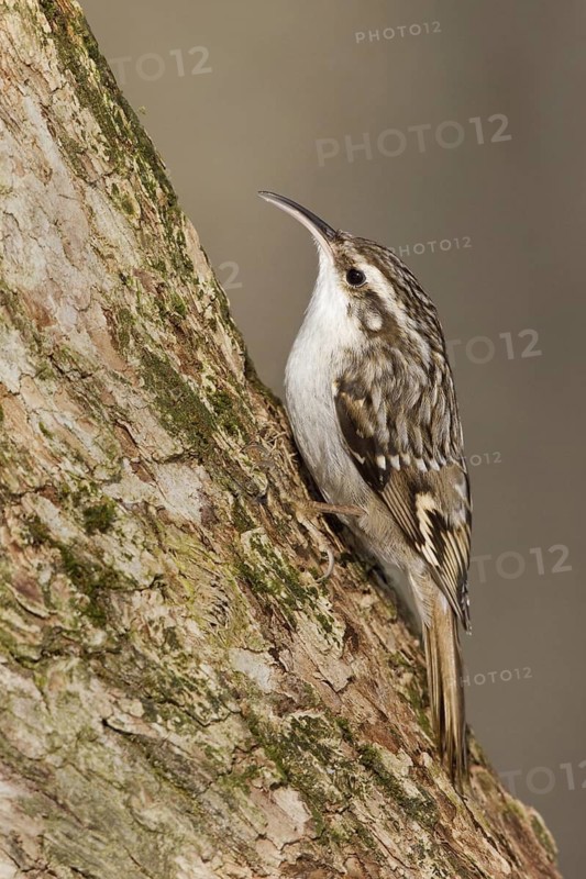 Short-toed Treecreeper (Certhia brachydactyla), St. Gallen, Switzerland