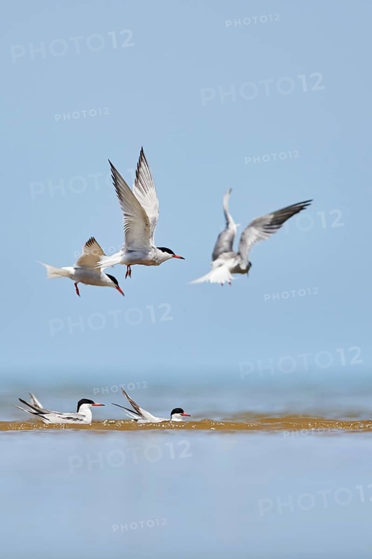 Elegant tern (Thalasseus elegans) flying in the sky above the sea, hunting, ebro delta, Catalonia, Spain