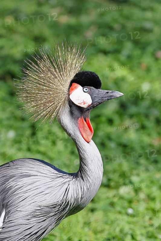 Crowned Crane (Balearica pavonina), portrait, captive, Herborn-Uckersdorf Zoo, Hesse, Germany