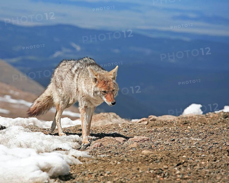A coyote foraging in winter, Wyoming, United States